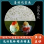 金鱼水花订购珍珠观赏鱼