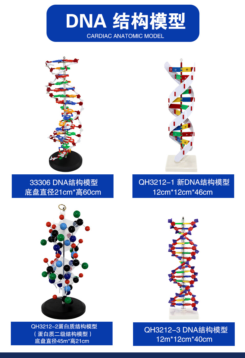 DNA结构模型_02.jpg