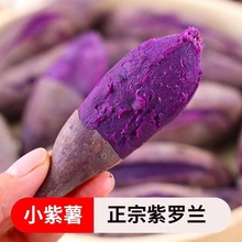 紫薯沙地10斤新鲜紫罗兰红薯紫地瓜蔬菜批发3/5斤紫红薯糖心紫心