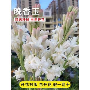 Tuberose Bulb Flower Plant Double Petal Tuberose Large Bulb Courtyard Balcony Potted Scented Perennial