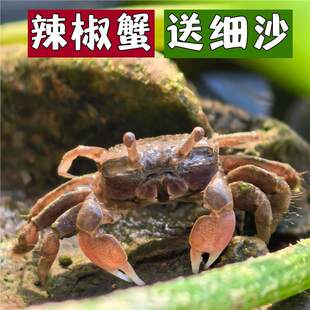 ����з�~���^�pз��ˮ�ݸ���ˮ�BֳС�з�坍��С������ԭ����ɳ