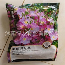 厂家批发彩装种子原装花籽美丽月见草种子四季开花景观花海种植
