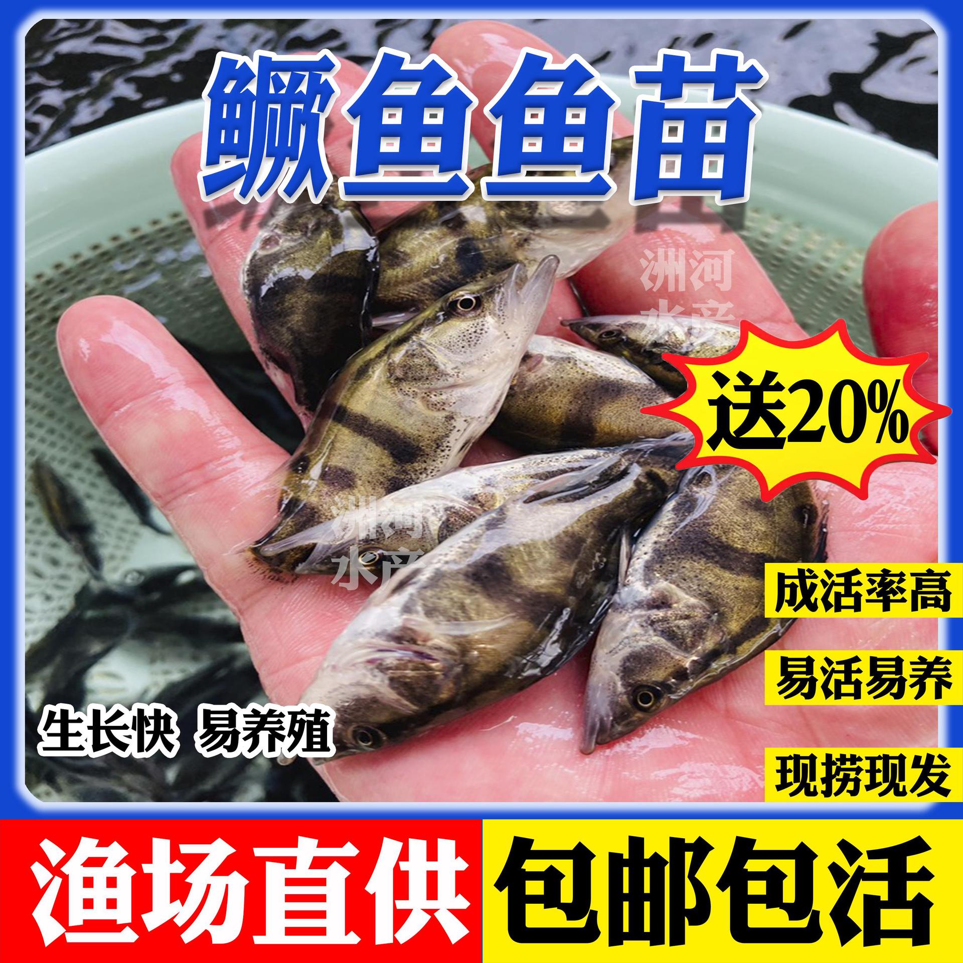 鳜鱼苗桂花苗淡水养殖食用翘嘴鳜大鳜观赏鱼宠物凶猛正品热卖批发