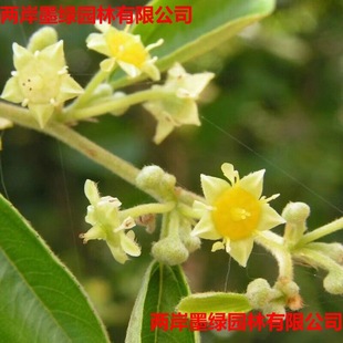 ���l�R���ӷN�� �R�״��R������ �F�h���B�����G���h�ʠ���̘�