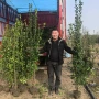 北海耐寒植物庭院绿篱