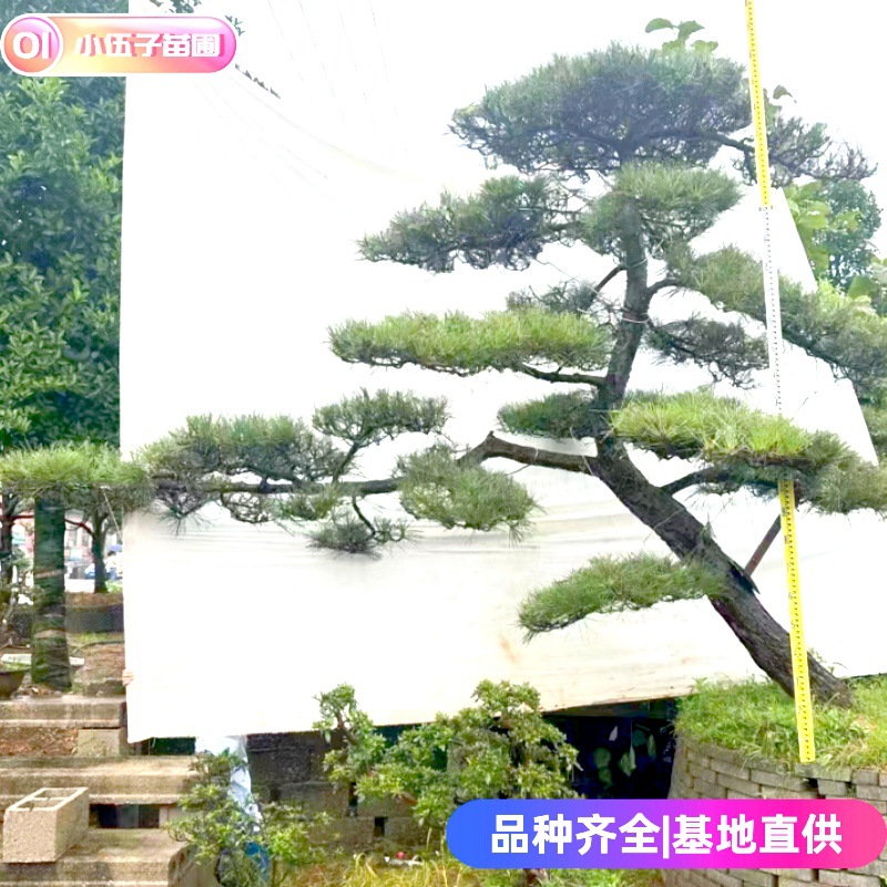 批发造型黑松10公分至30公分绿化精品庭院树规格齐全湖南基地直销