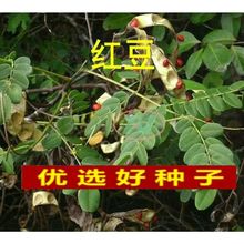 �t���N������̨����˼�����t���N�Ӷ����t�����χ���ȸ���uĸ����