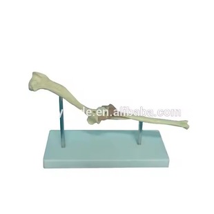 Dog Bone Elbow Joint Medical Model Model Teaching Model Display Model Medical Model Dog Bone Elbow Joint