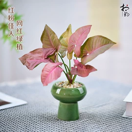 栽培基质;盆栽;营养液