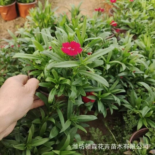 美国石竹宿根花卉庭院阳台花海景观工程绿植杂交石竹盆栽青州基地