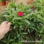 美国青州杂交盆栽花卉