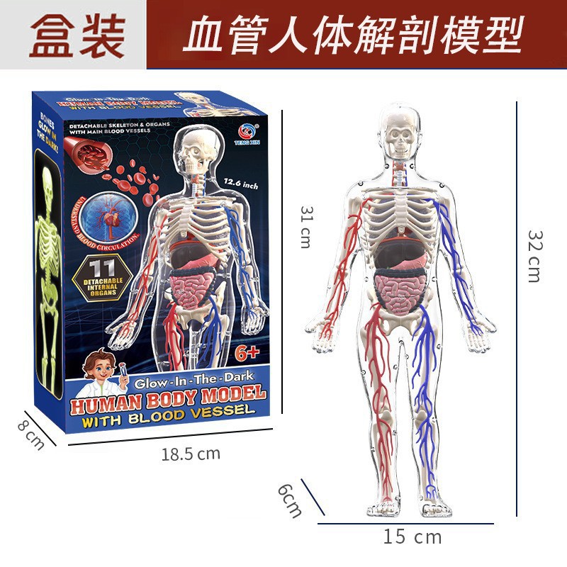 4d human blood vessel model