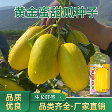 黄金蜜甜瓜种子肉厚香甜味浓甜脆甜白肉甜瓜籽农田菜地田园种子