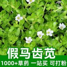 假马齿苋1kg食品级中草药原材料可打粉bacopa monnieri瓜子草对叶