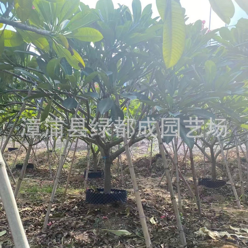 发布供应商品 - 1688.com 全球领先的采购批发平台