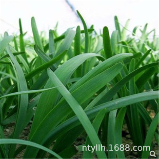 New Leek Roots Are Now Dug, Broad-Leaf Purple Roots, Red Root Leek Seedlings, Seeds, Balcony Four-Season Potted Vegetables, Green Vegetables