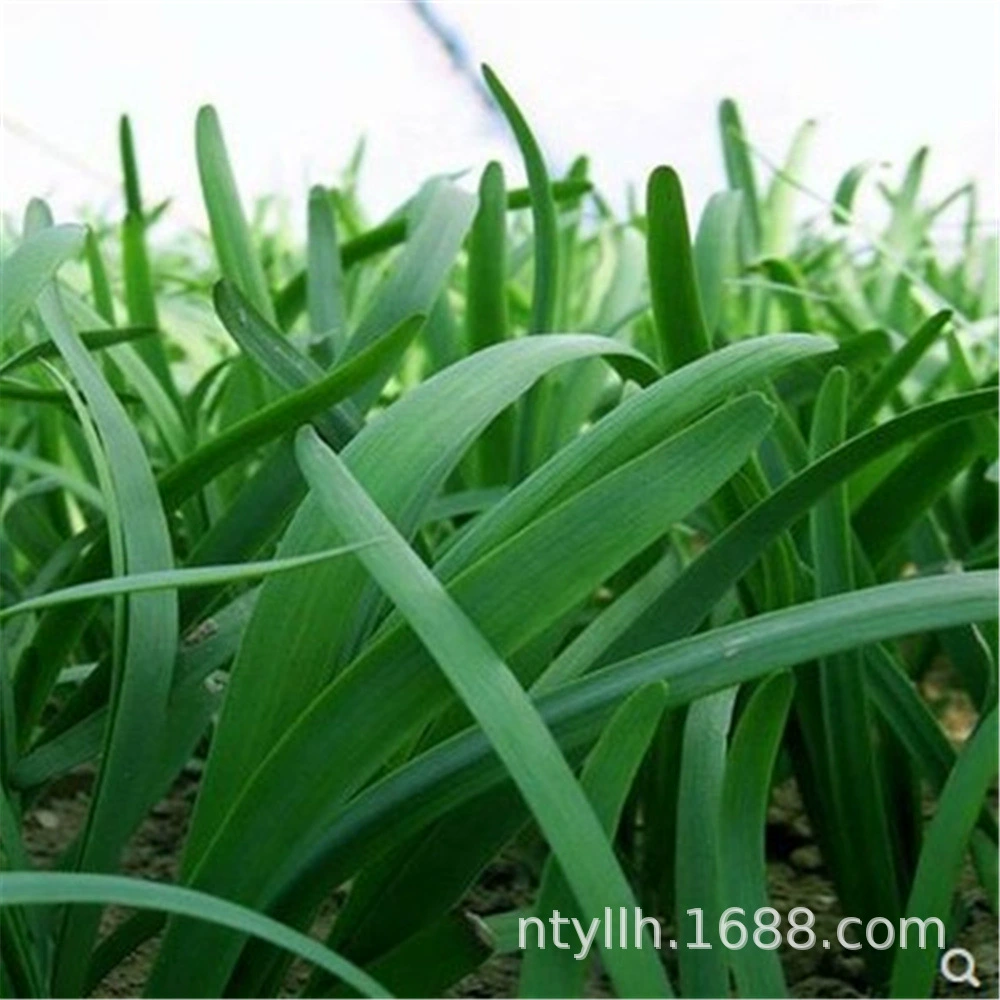 Новый корень Порея теперь выкопайте широкий лист Фиолетовый Корень красный корень Порея рассады семян балкон четыре сезона горшечный овощ зеленый овощ