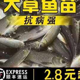 浙江草鱼鱼苗淡水养殖食用半斤特大草鱼苗食蚊小草鱼活鱼苗草鱼苗