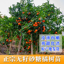 ɳ�ǽۘ�����������Ϸ������Nֲ���Ә���̽۹������޽�ɰ����