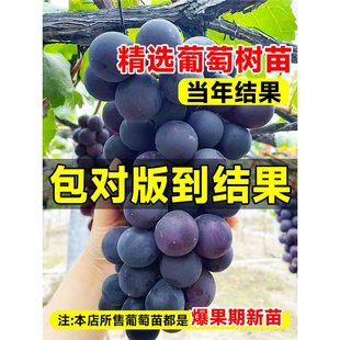 �޷����ј��m�������ꖹ�õ���{��ʯ�ĺ��ͺ��ϱ����NֲͥԺ����