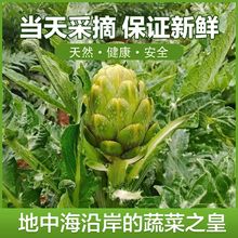 洋蓟新鲜3斤法国百合Artichoke1500g 现摘现发云南曲靖朝鲜蓟