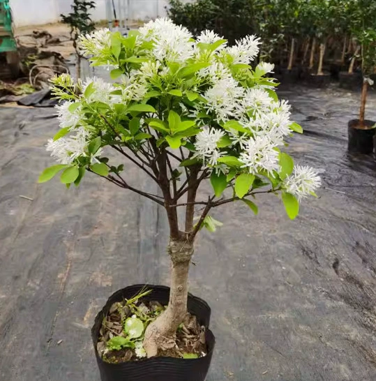 Дропшиппинг, кисточка, саженец, родной апрельский снег, привитый османтус, кирпичное дерево, двор, цветы в горшках, зеленение, ландшафтный стиль