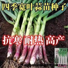 红根宽叶蒜苗种子一年四季硬叶蒜苗种子红头蒜可种植阳台盆栽