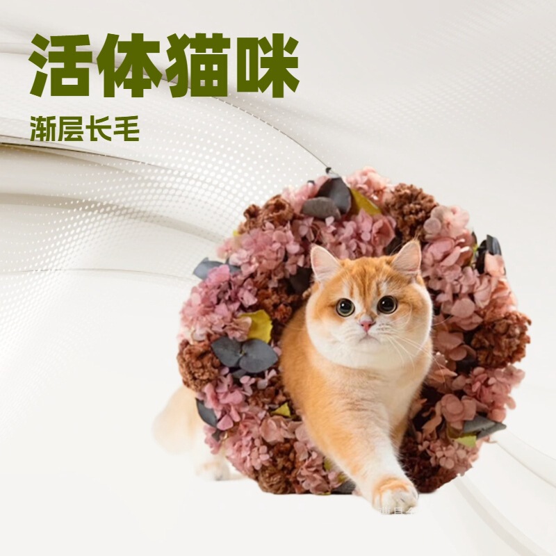 Purebred Golden Gradient Live Kitten Pet Cat Live 12-Color Dwarf Golden Gradient Cat Live Golden Gradient Long-Haired Cat Purebred Golden Gradient Live Kitten Pet Cat Live 12-Color Dwarf Golden Gradient Cat Live Golden Gradient Long-Haired Cat