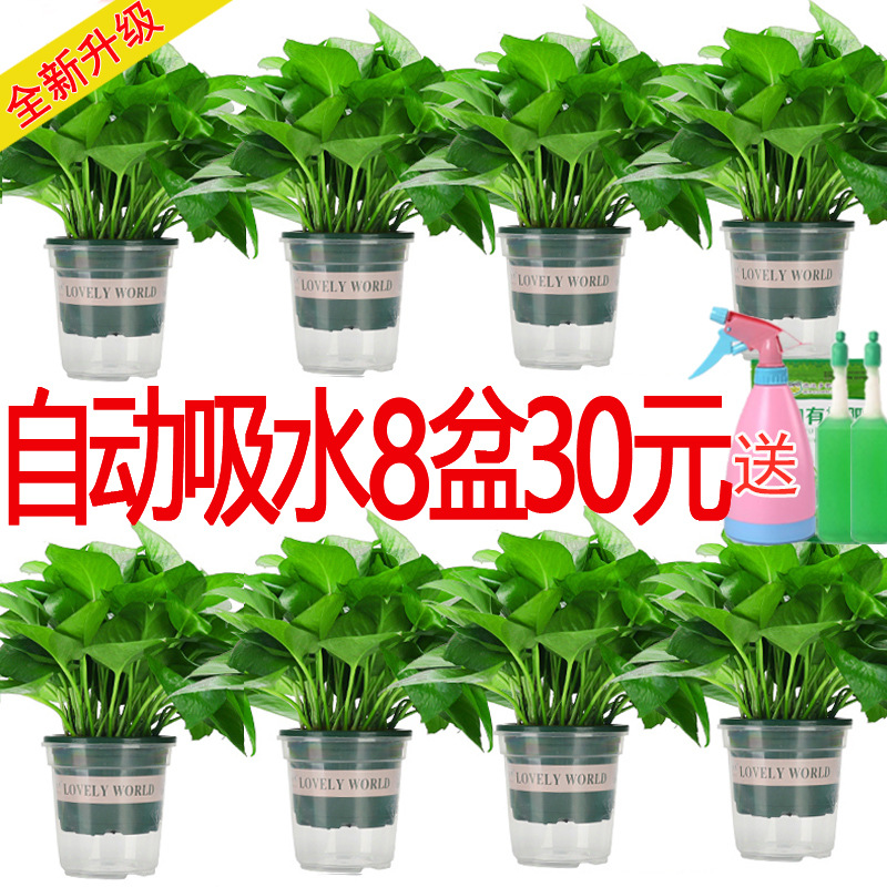 基地批发绿萝盆栽大叶长藤水培绿萝除甲醛净化空气绿箩盆栽植物水