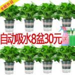 基地批发绿萝盆栽大叶长藤水培绿萝除甲醛净化空气绿箩盆栽植物水