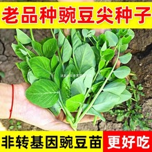 �㶹�N���Ĵ��Y�㶹��N�ь����㶹���ļ����㶹���m���߲˷N��