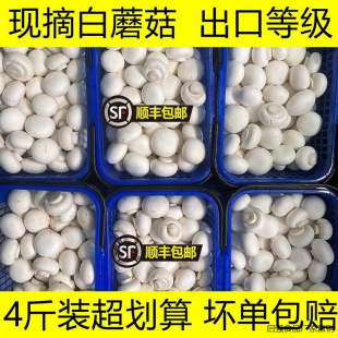 顺丰包邮口蘑菇现摘现发新鲜白蘑菇双孢菇口菇时食用菌菇-阿里巴巴