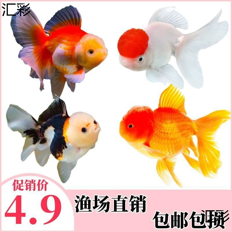 Золотая рыбка, декоративная рыба, маленькая рыба для холодной воды, легко разводить и держать в живых, пресноводная домашняя рыба, небольшие икры золотых рыбок без подогрева.