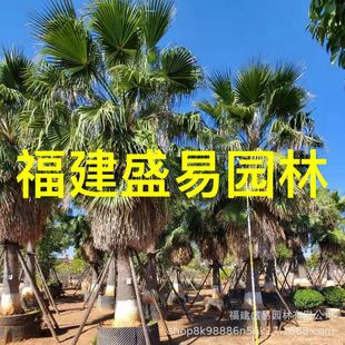 Jiangsu Washington Palm Tree Zhejiang Laorenkui Wholesale Shanghai Washington Kui Jiangxi Huazhuang Planting Base