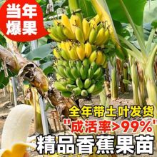 �����ͺ��㽶����Ž��۽��O����С�׽��������l�Ϸ�����Y������