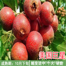 橙五星山楂苗山楂苗 规格多好管理 果树庭院阳台盆栽地栽山楂树苗