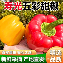 寿光彩椒新鲜甜椒五彩圆椒红椒黄椒绿椒寿光太空椒生吃不辣包邮无