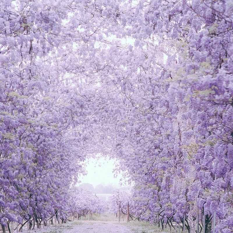 Дропшиппинг: саженцы вистерии Прованса, вьющиеся растения, цветы для подвешивания, вистерия для двора и балкона, водопад вистерии