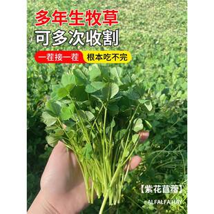 Alfalfa Grass Seeds, Chicken, Duck, Cattle, Sheep, Pig, Fish Pasture Seeds, Perennial, Cold-Resistant and High-Yielding in All Seasons