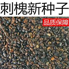 刺槐种子白花刺槐树香花槐紫穗槐种籽洋槐蜜蜂采蜜槐花黄花槐种子