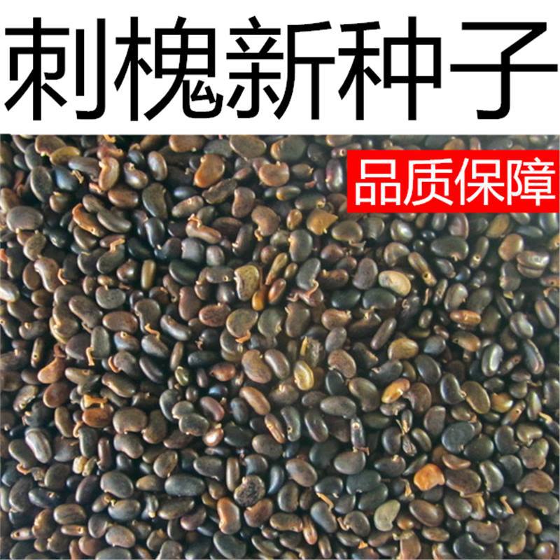 刺槐种子白花刺槐树香花槐紫穗槐种籽洋槐蜜蜂采蜜槐花黄花槐种子