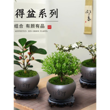 室内盆栽菩提树盆景办公小叶赤楠发财树文竹绿植物好养除甲醛客厅