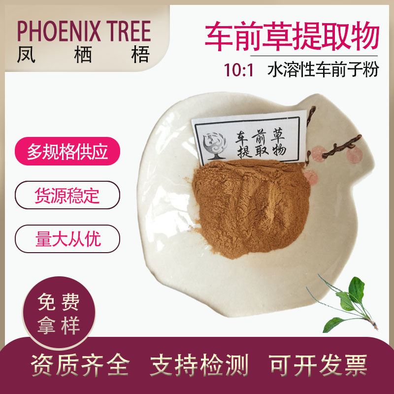 厂家现货喷雾干燥车前草萃取粉 水溶性车前子粉 10:1车前草提取物