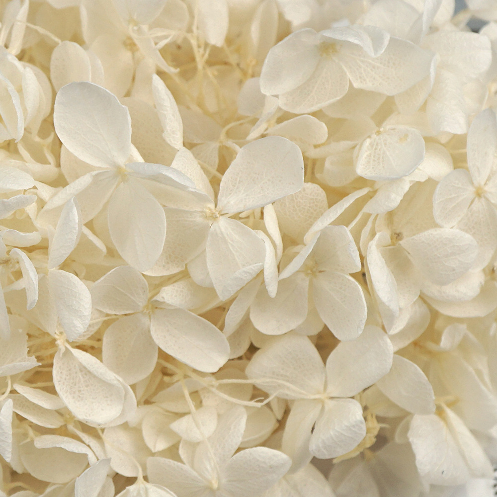 Flores Secas de Hortensia Preservadas A+, Fabricante de Flores Frescas Preservadas, Venta al por Mayor, Caja de 20g, Hortensia de Hoja Mediana Preservada