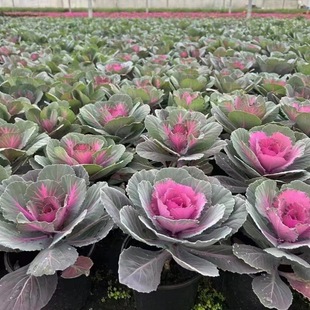 Wholesale Flower Mirror Plant Dianthus Lace Imported Kale Pansy Pansy Lingxiao Flower Passing Yellow