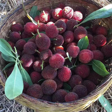 ľͩoї÷|÷޽箔YشϱԹ