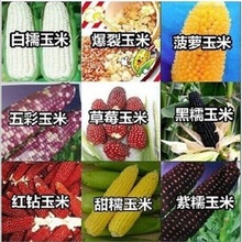 各种水果玉米种子 种子蔬菜四季 菠萝/草莓大田/黑/糯甜玉米种子