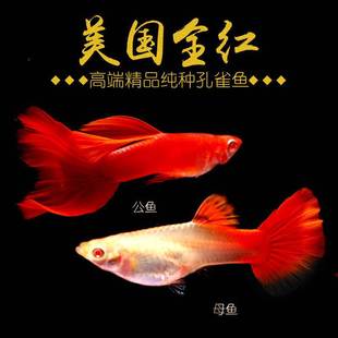 American All-Red Guppy Purebred Tropical Fish Small Ornamental Fish Guppy Anchovy Guppy Viviparous Easy to Breed