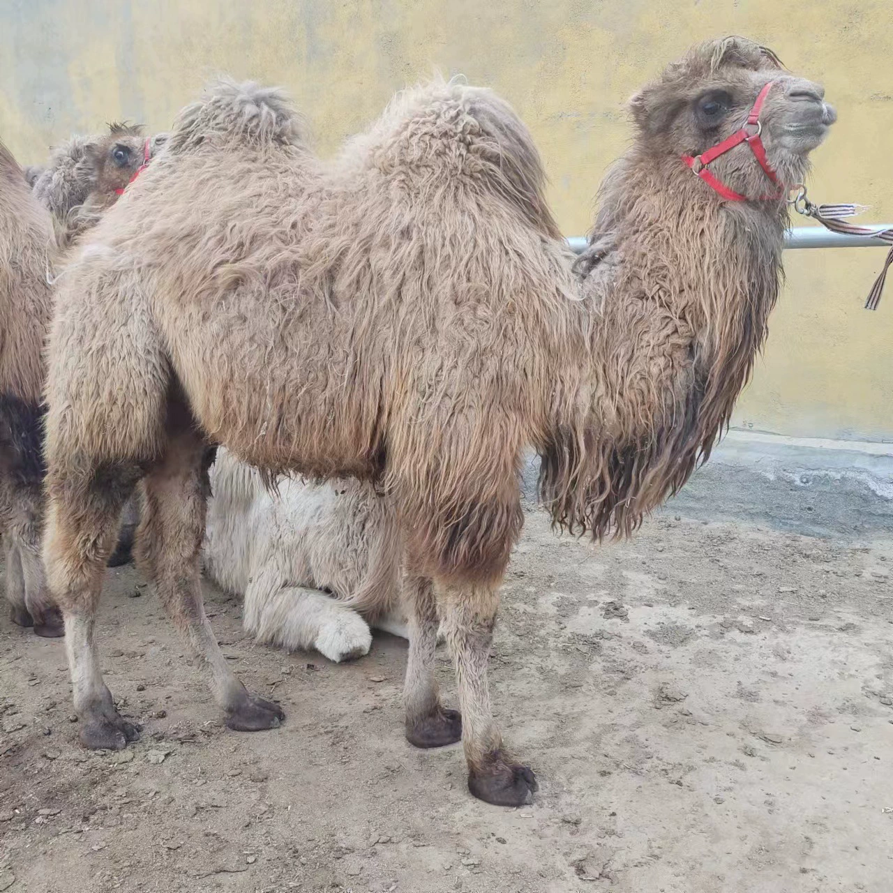 Живая верблюд Double Peak, цена на детский верблюд, взрослый верблюд, декоративная выставка, верблюд для верховой езды, фотосъемка и продажа