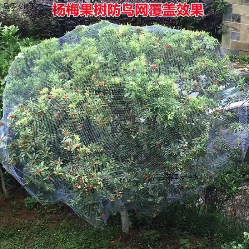 果树防鸟网 樱桃树枇杷树嘉宝树防鸟罩尼龙网葡萄园挡鸟拦鸟网子